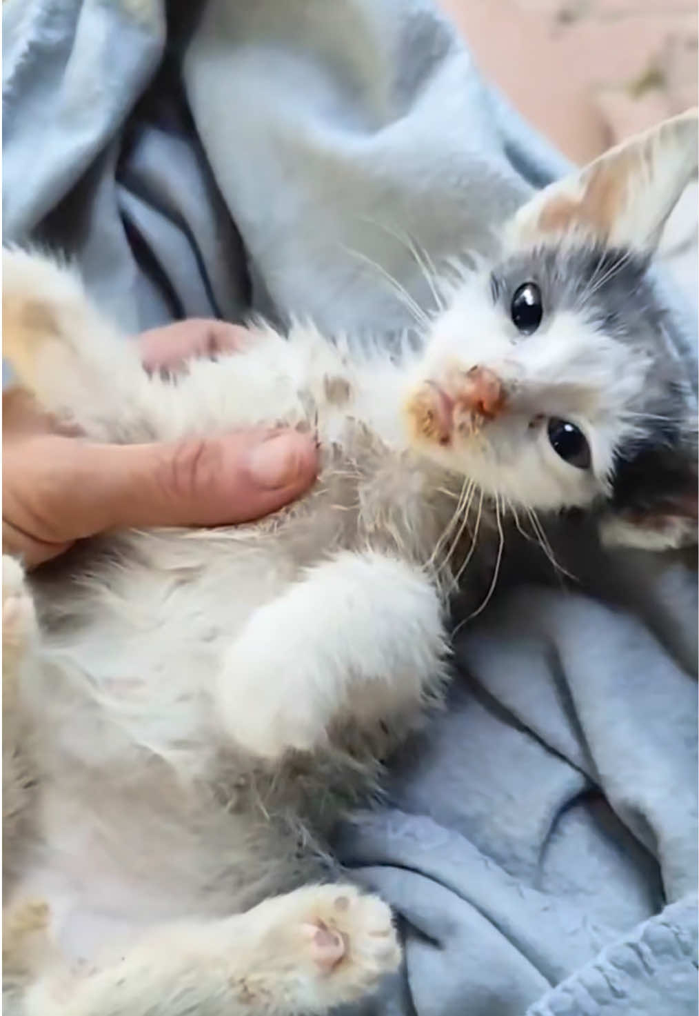 @aria_cats_rescue