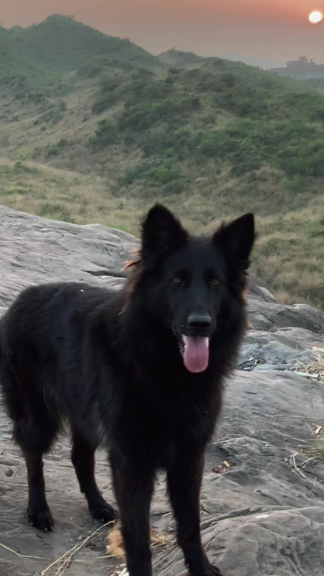 @Black German Shepherd😈