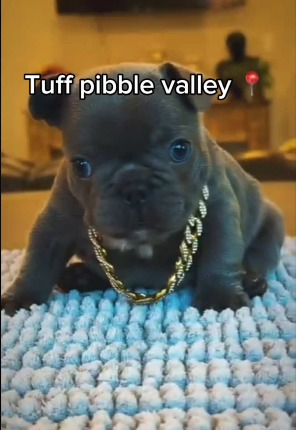 @Pibble Plug