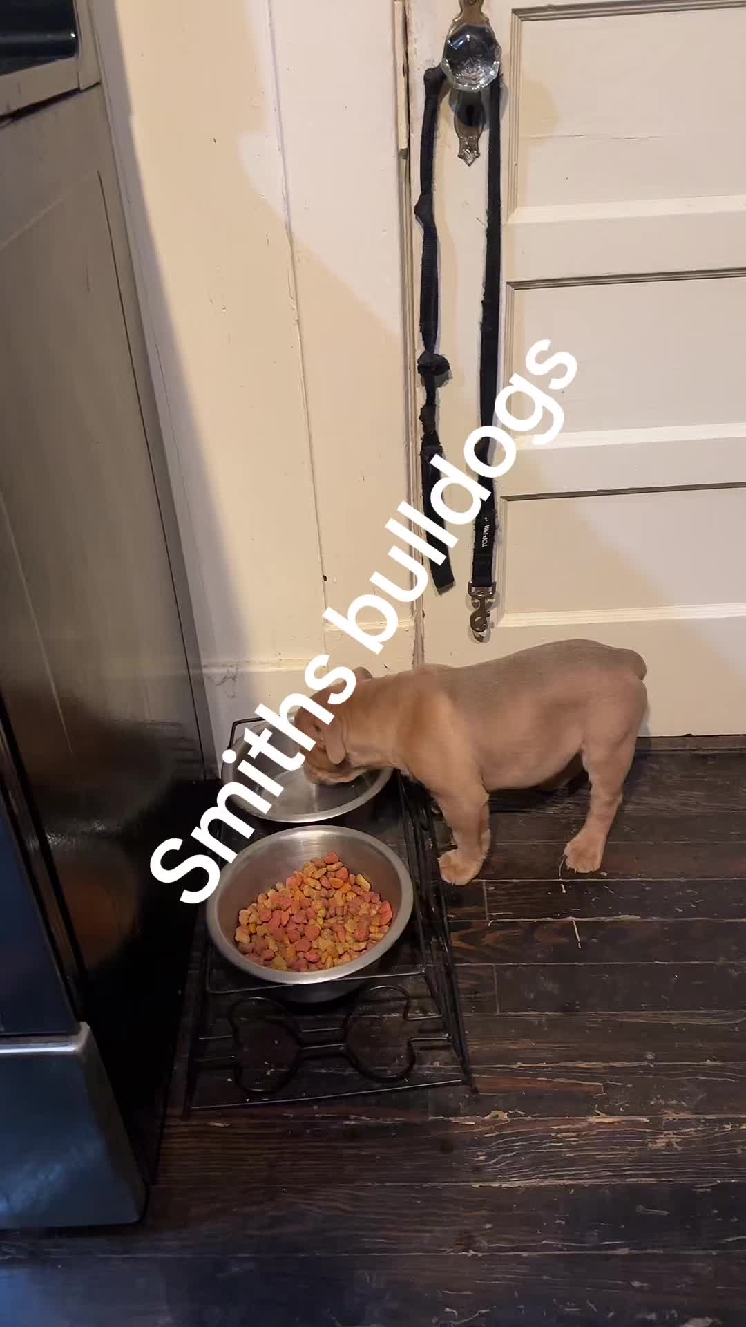 @Smith's Bulldogs of the South
