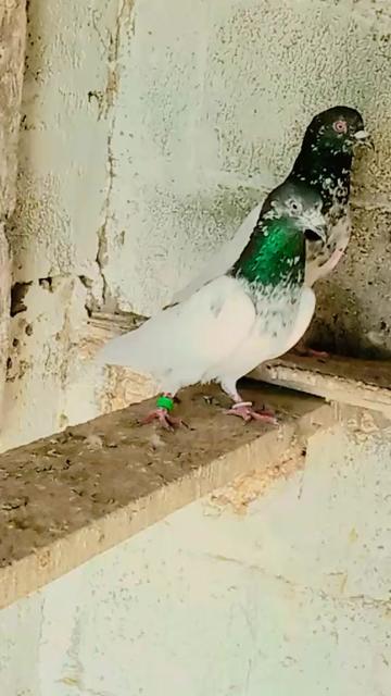 @shoqeenfoji980