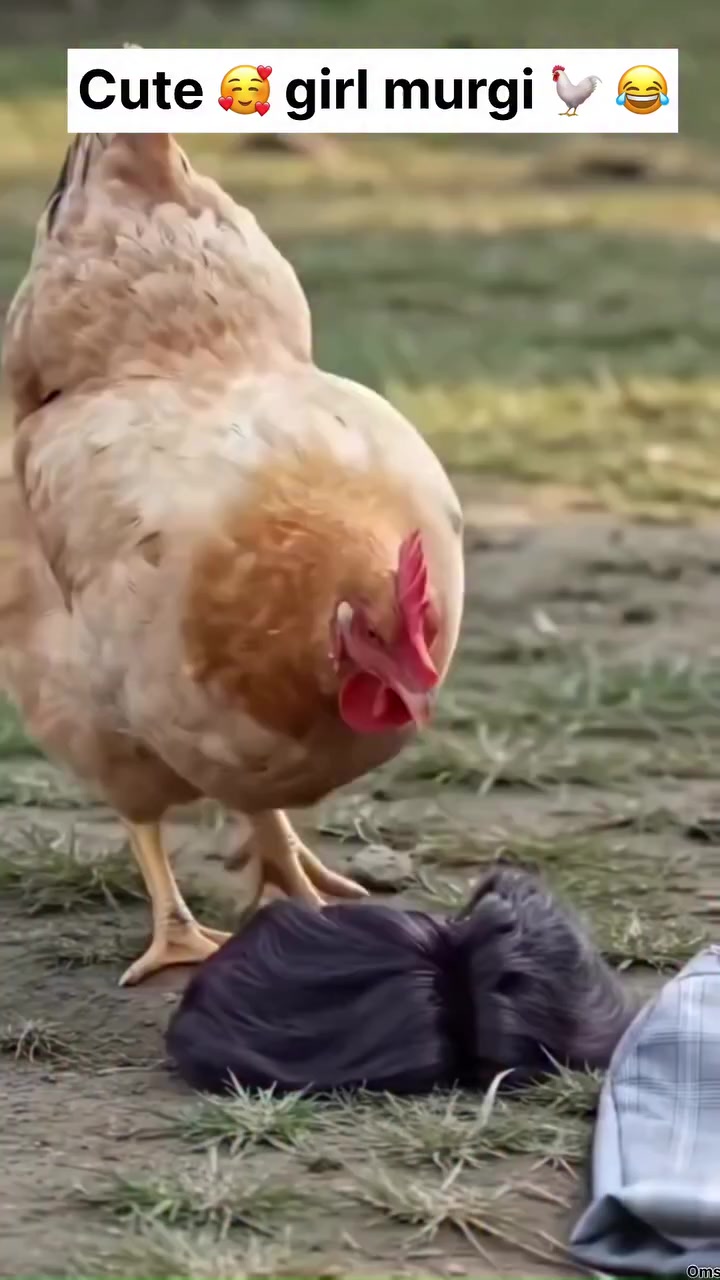 @funny videos