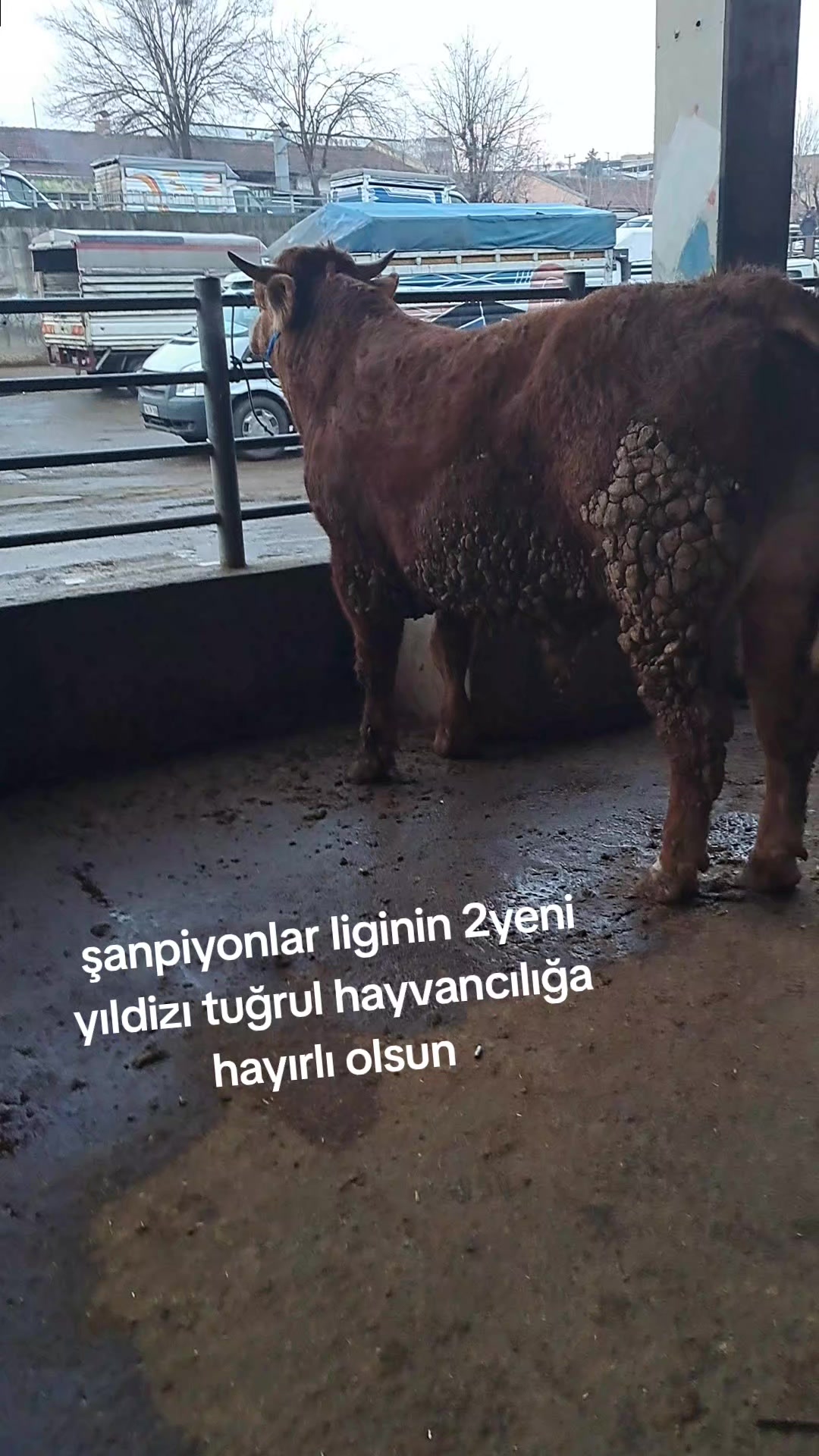 @Mehmet Yalçın Tuğrul