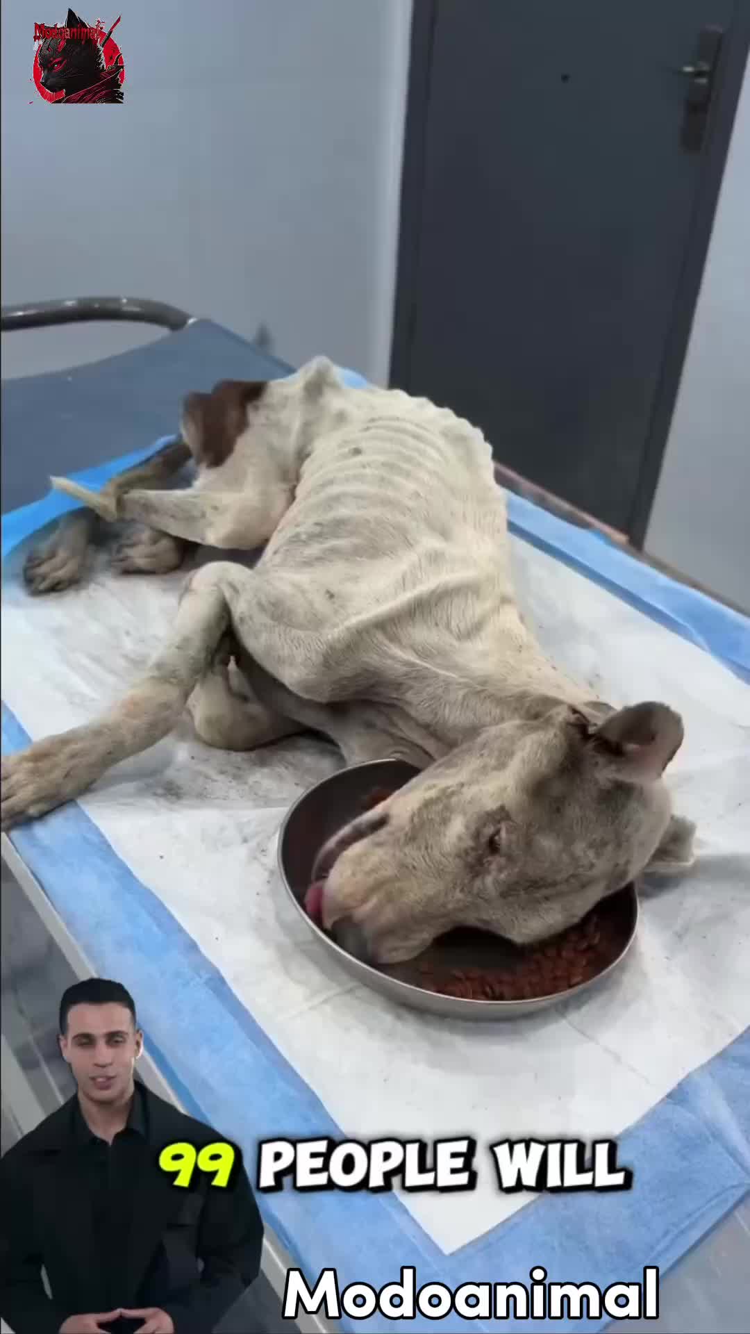 @Modoanimal