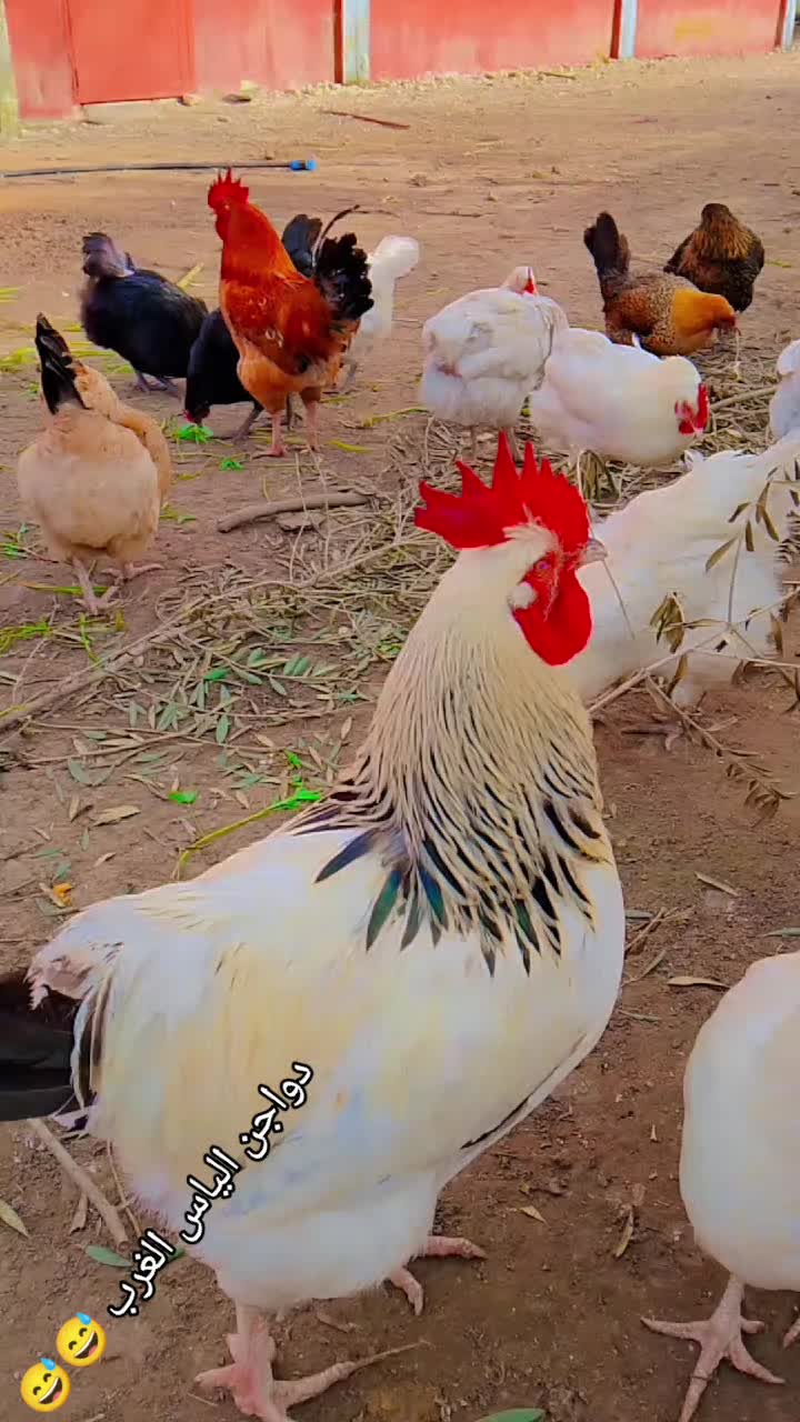 @دواجن الياس🐔🐔🐔