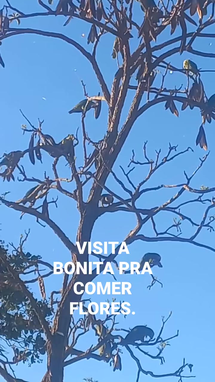 @RICARDO SILVA(GOIANO) 5151