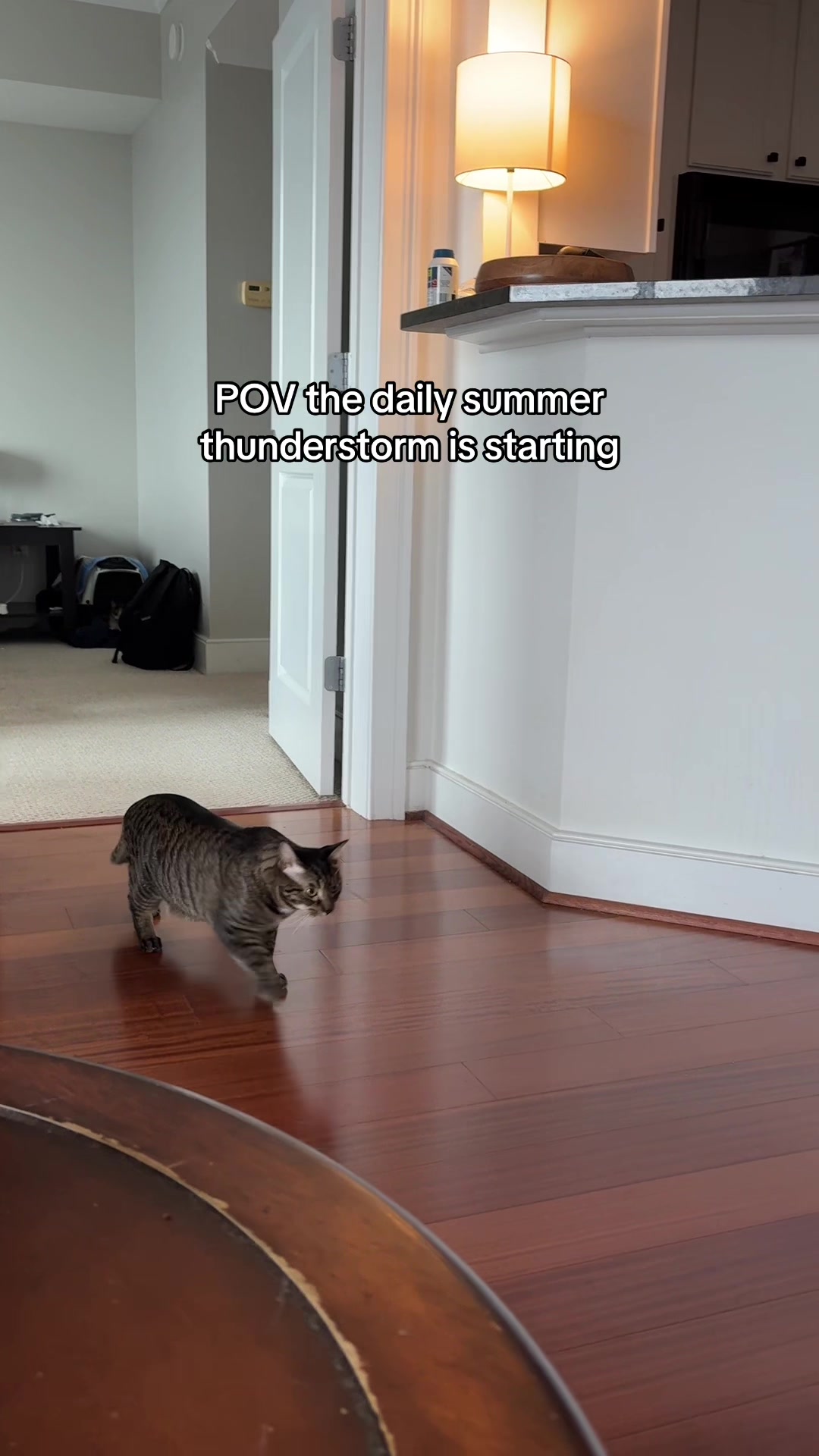 @Quinn The Calico