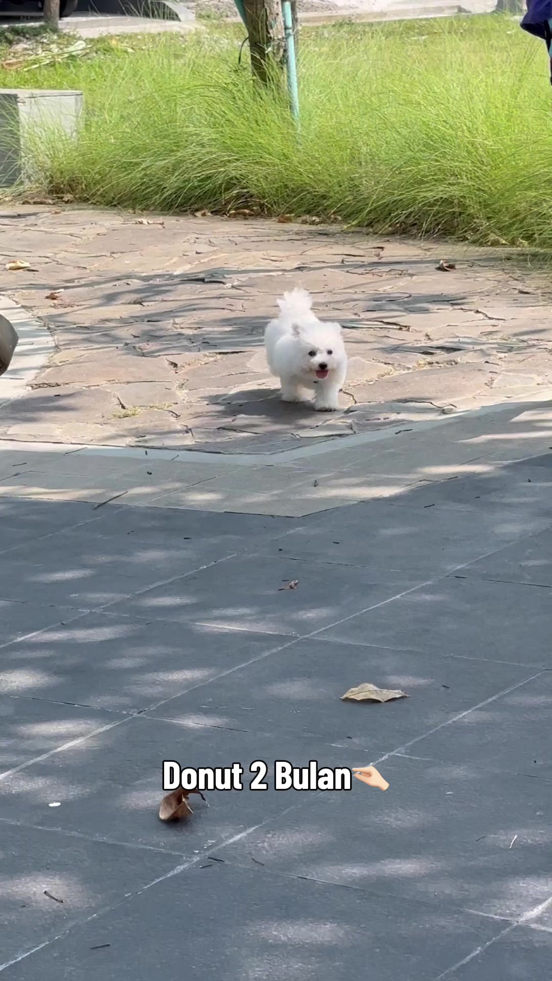 @Donut The Bichon