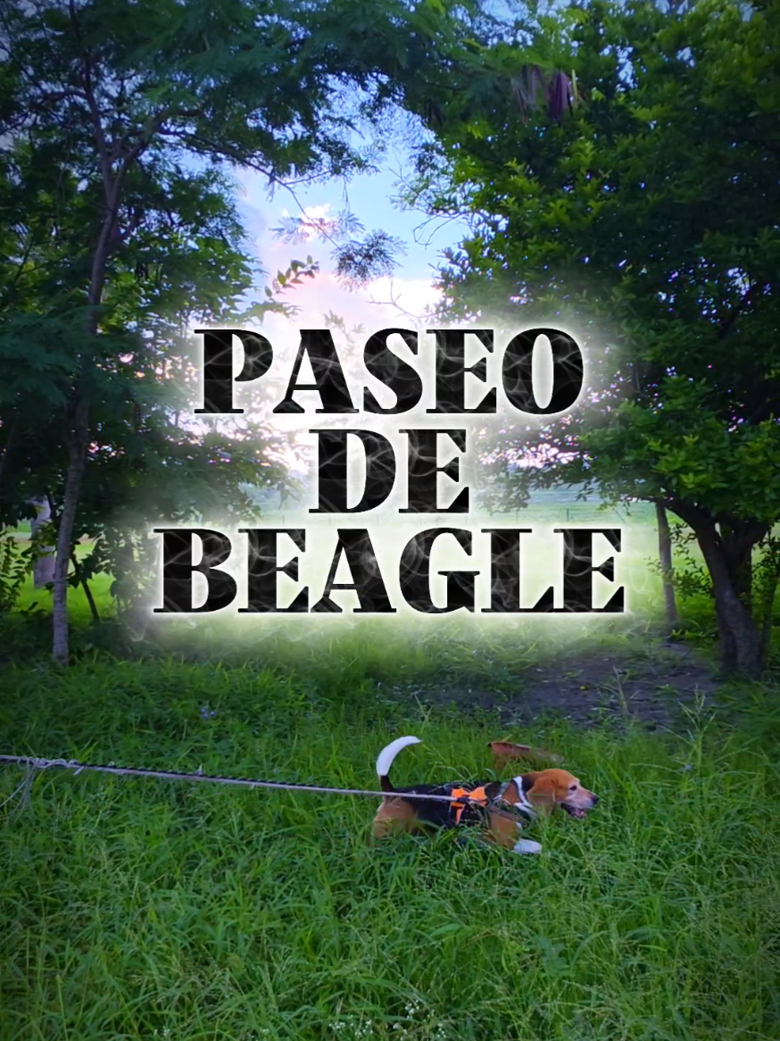 @Pabloom📼