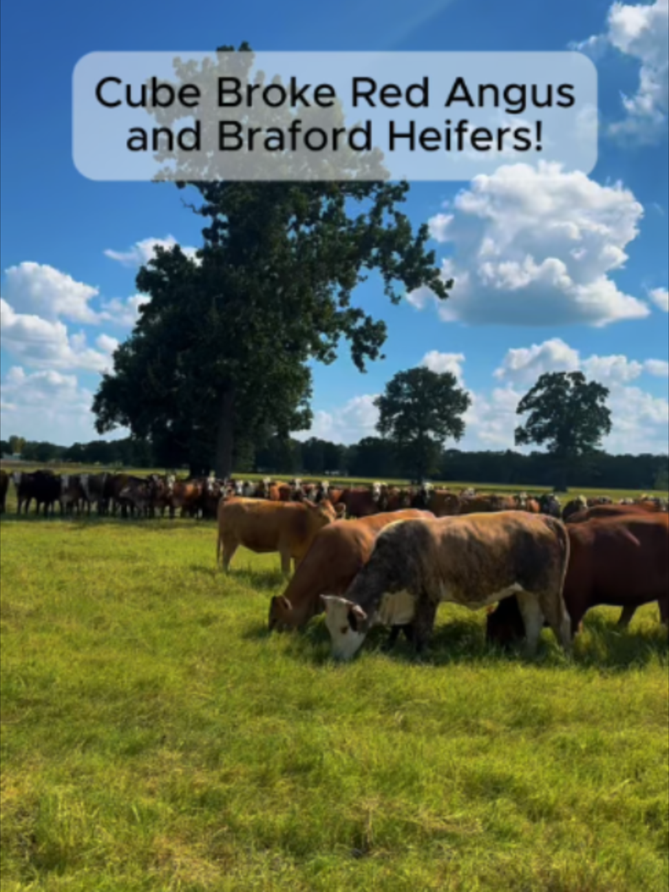 @Rutherford Land and Cattle