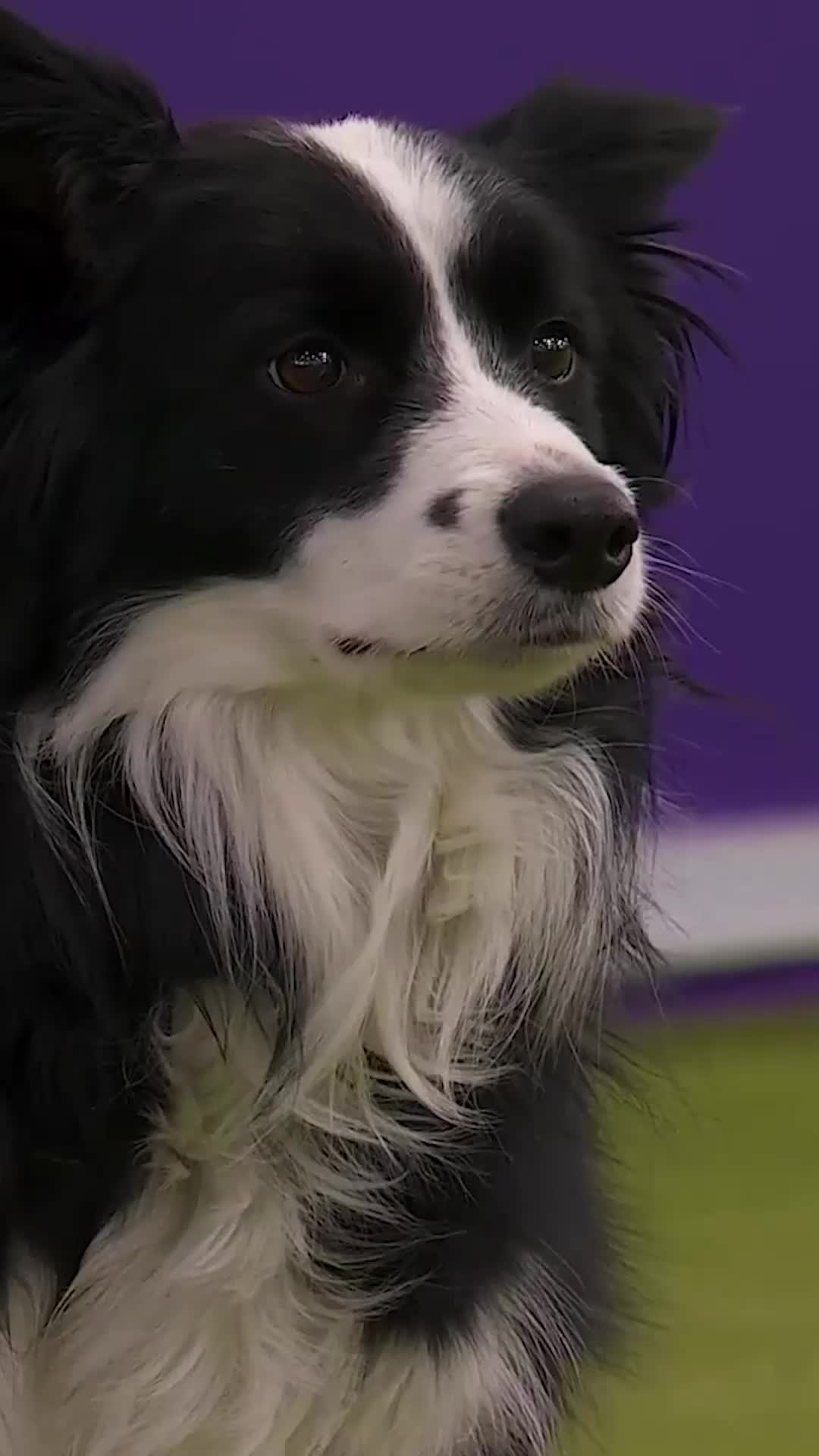 @Westminster Kennel Club