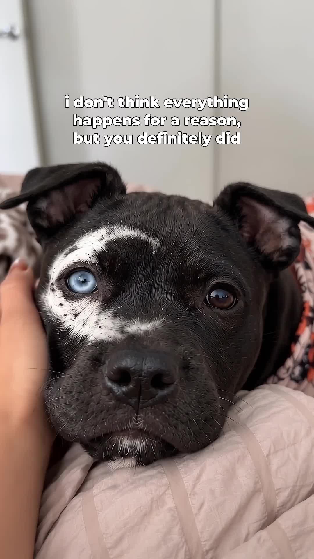 @moonfetches