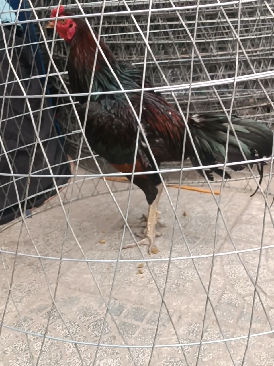 @Tổng Sỉ Hu&acirc;n Hường Thổ Tang