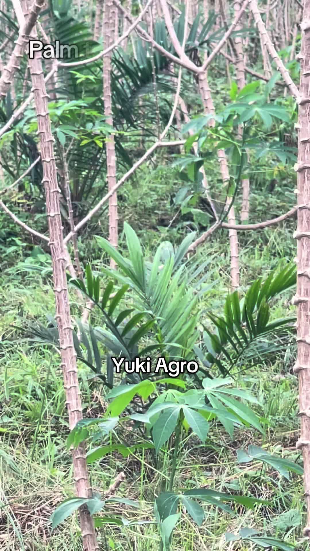 @BabaObaTv @Yuki Agro limited