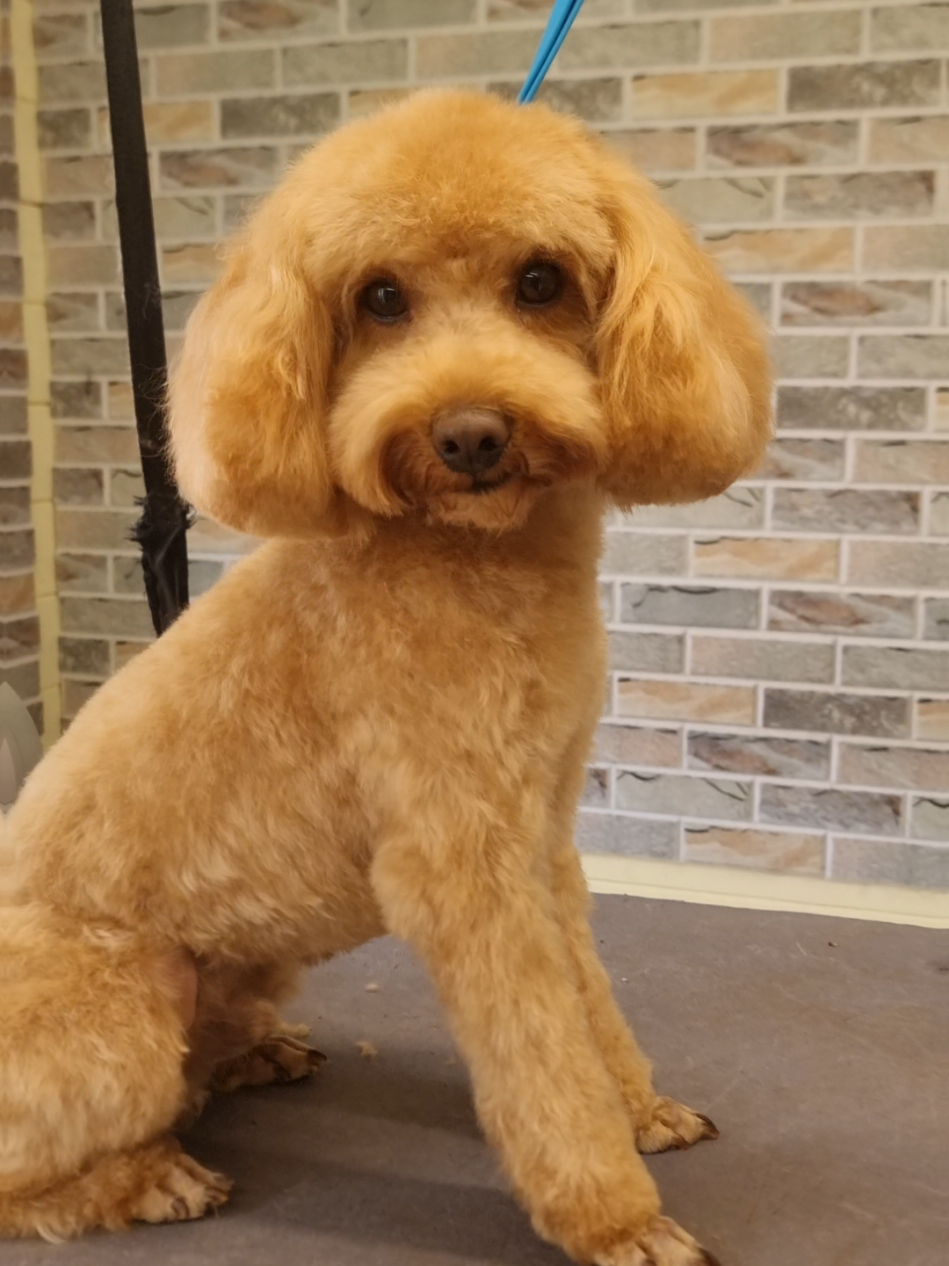 @PawsomeDogGroomingSouthOxhey