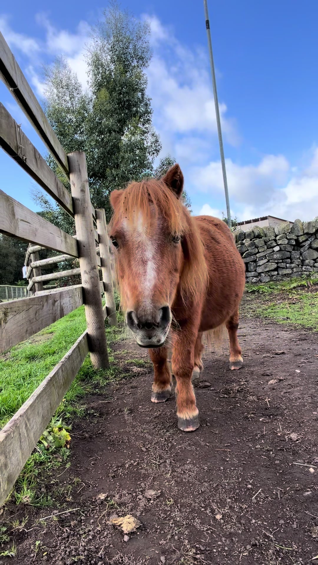 @Matlock Farm Park
