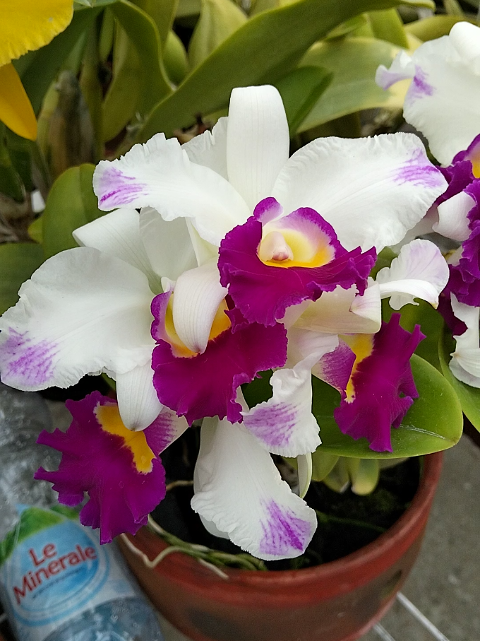 @Bani Orchid