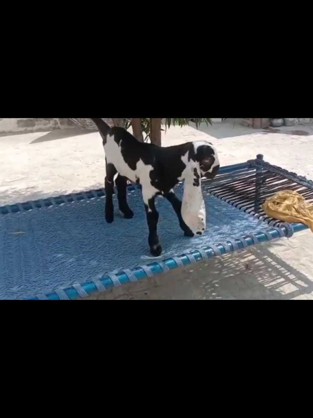 @Babu Pathan Goat Farm