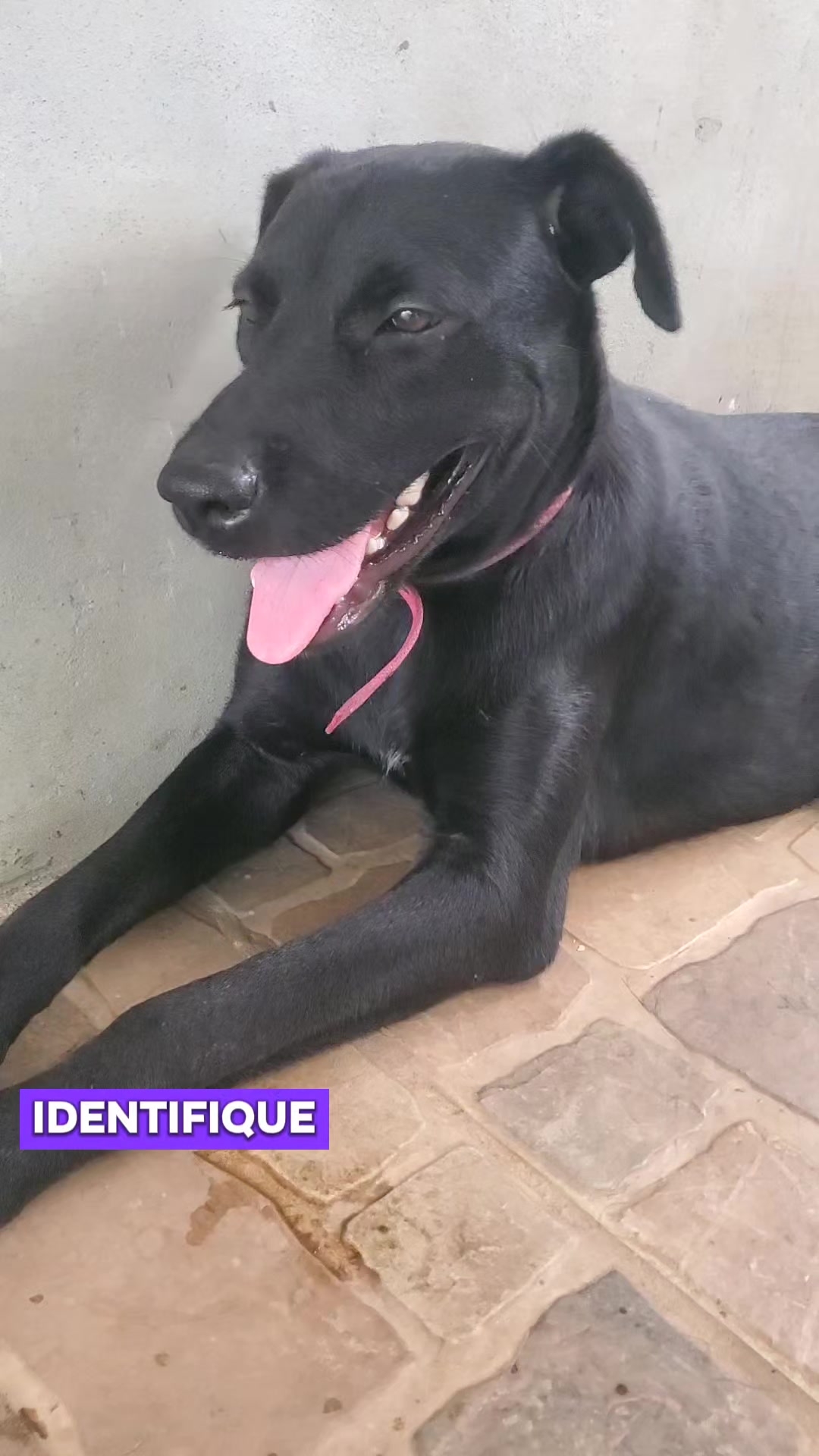 @Soy Sasha🐶