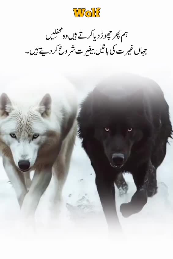 @Wolf ๐บ
