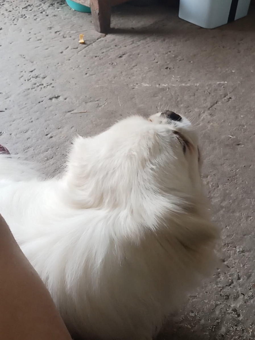 @Jacky_TikTok