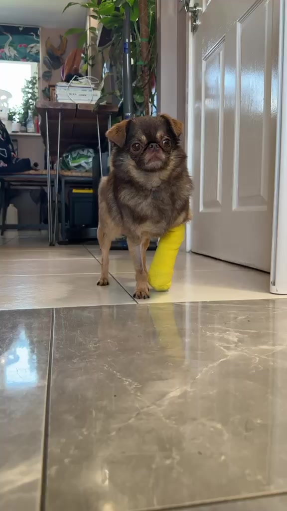 @ChilliThePug
