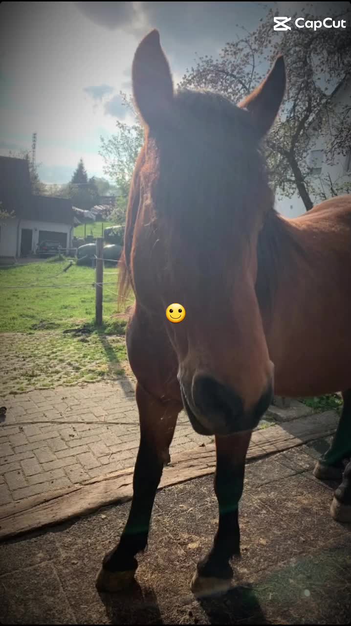 @🐴sophie🐴