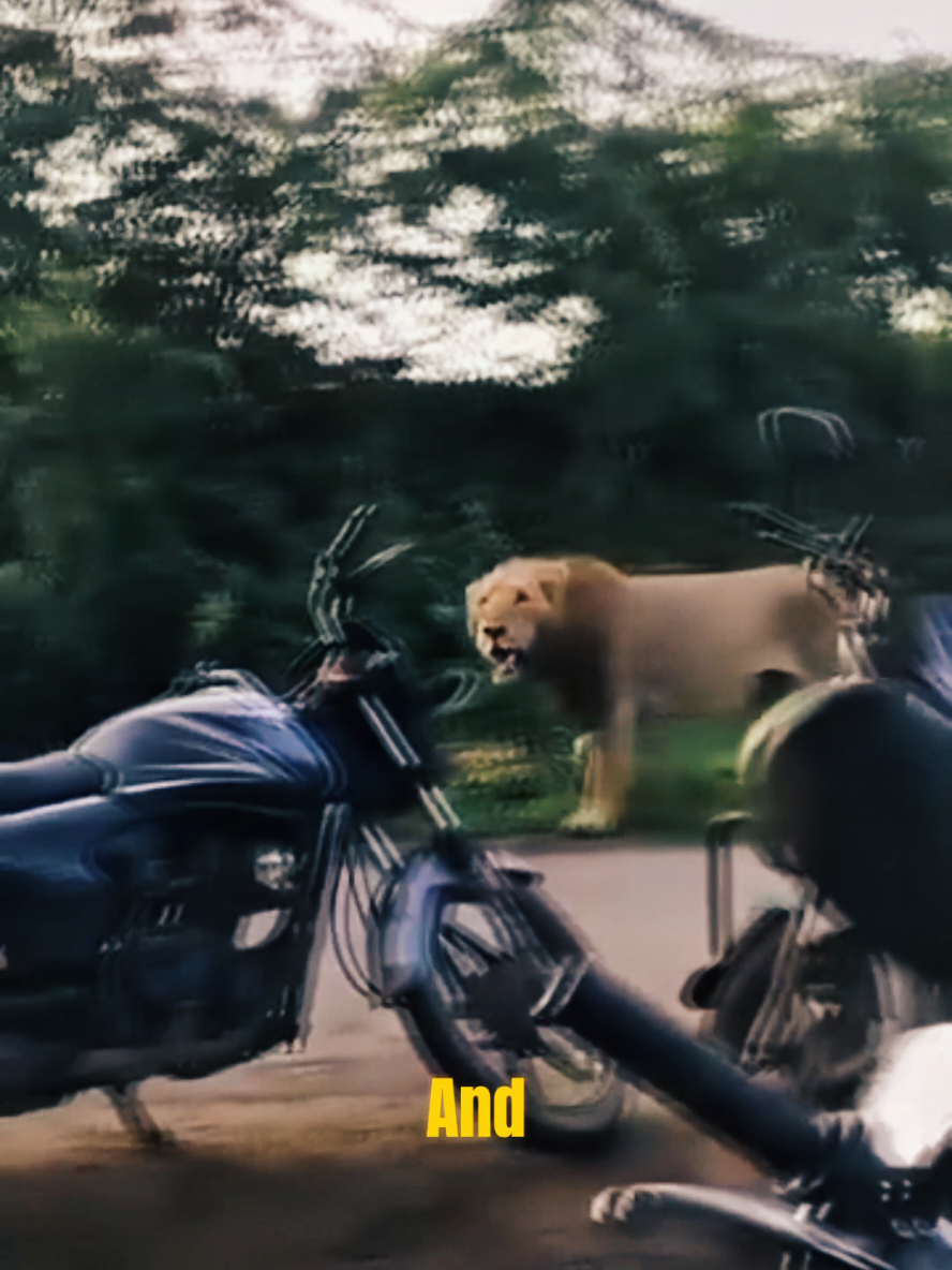 @pawstok