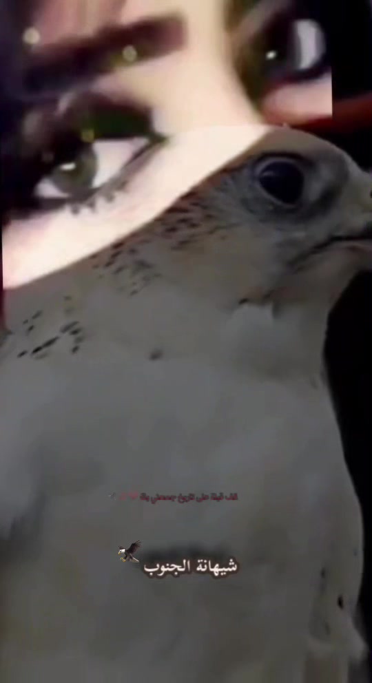 @💕شيهانة الجنوب💕