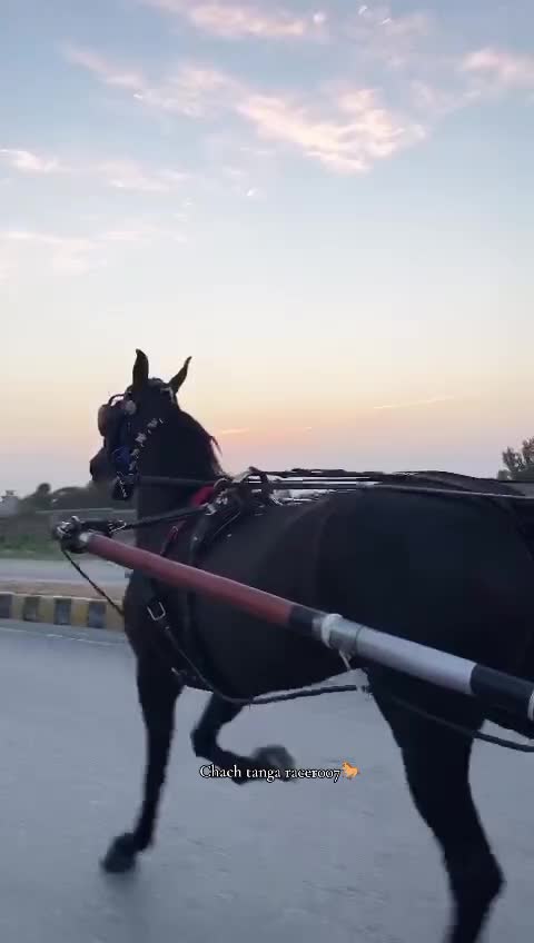 @Chach tanga racer007🐎