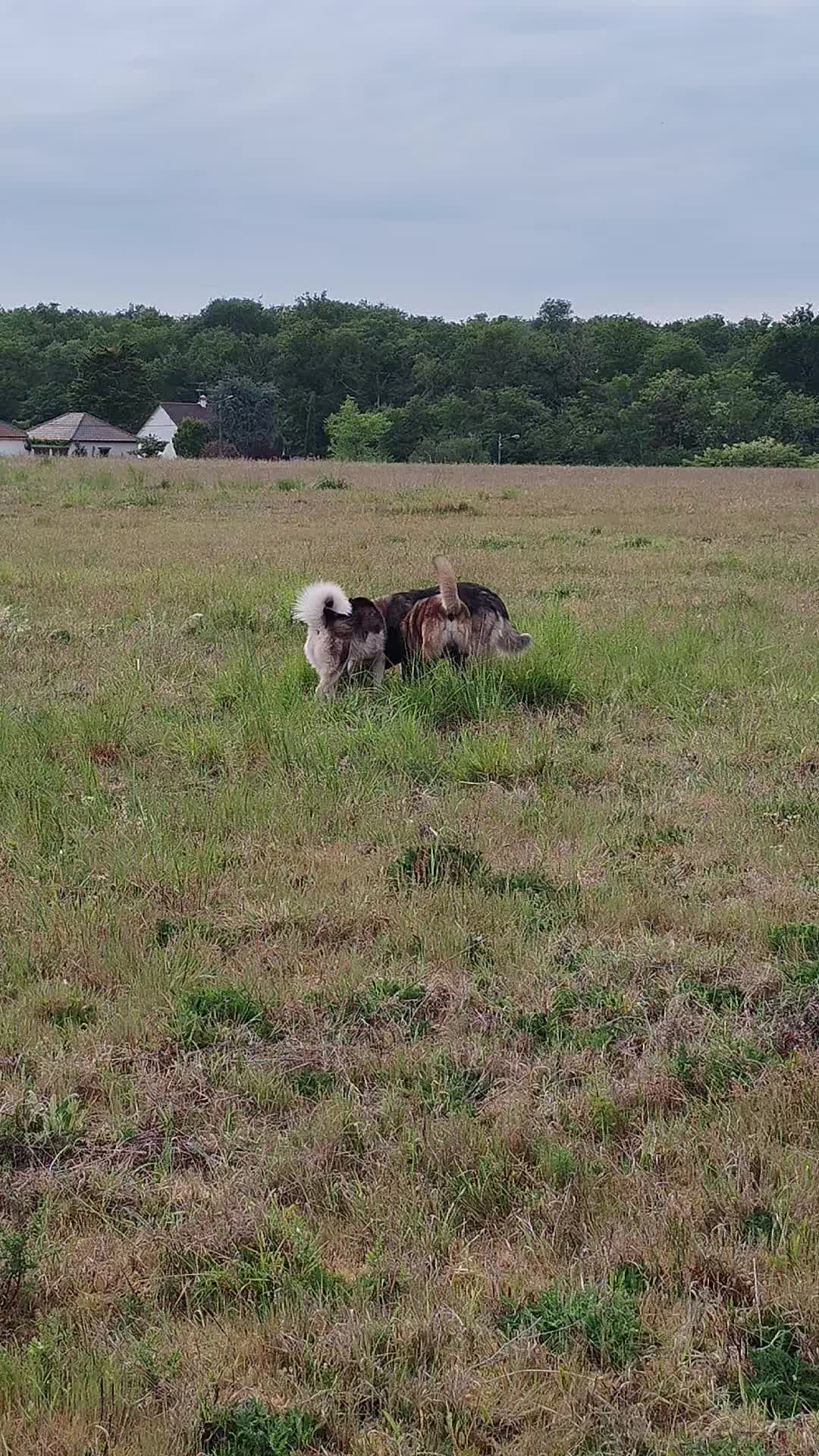 @Animal Passion