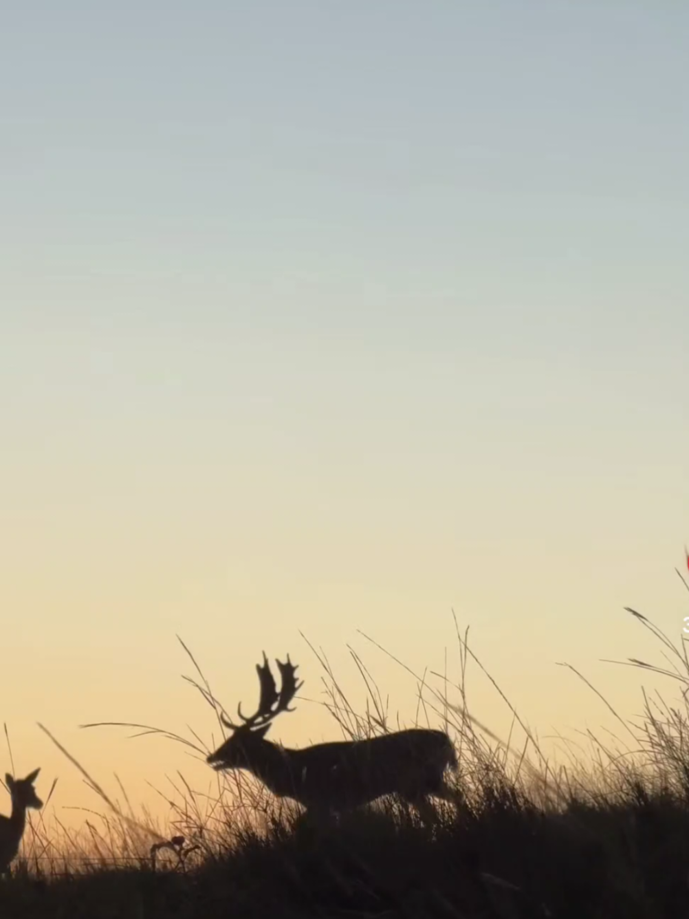 @🇮🇪The Irish Deer Hunter🇮🇪