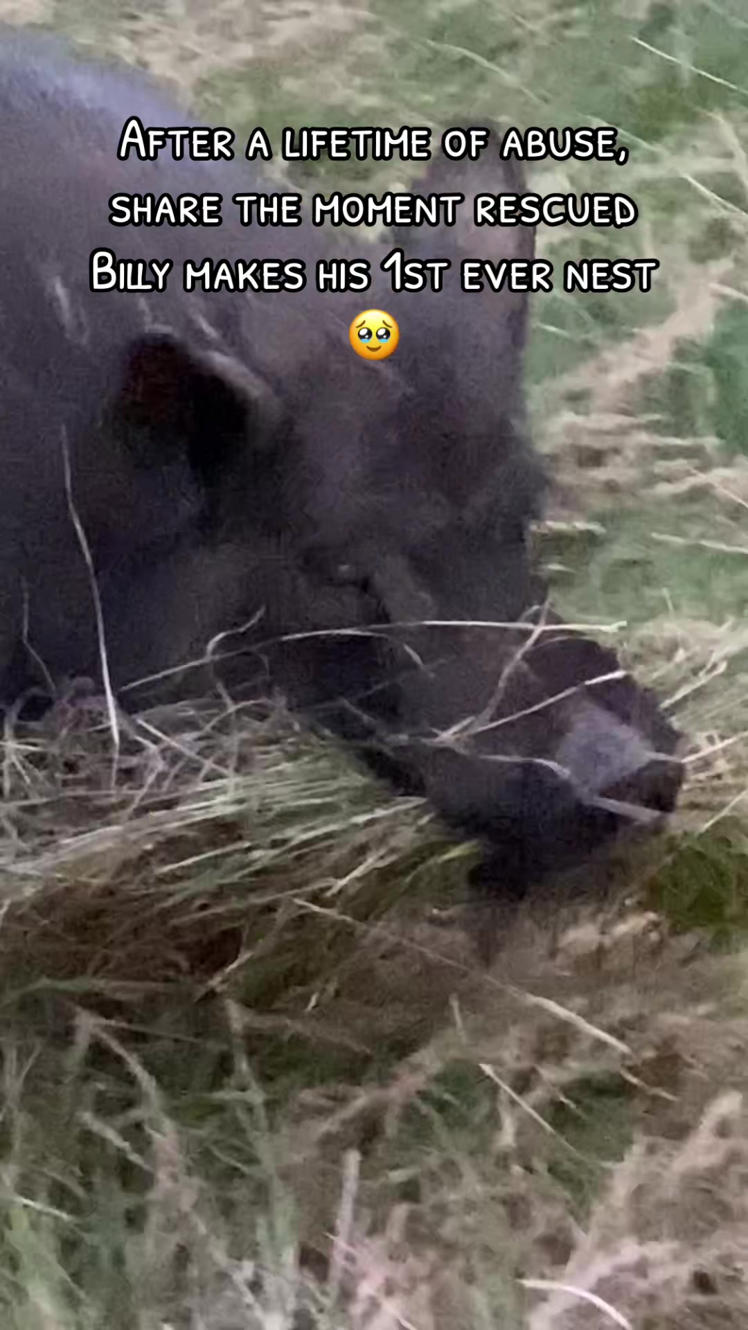 @AhimsaAnimalSanctuaryUK