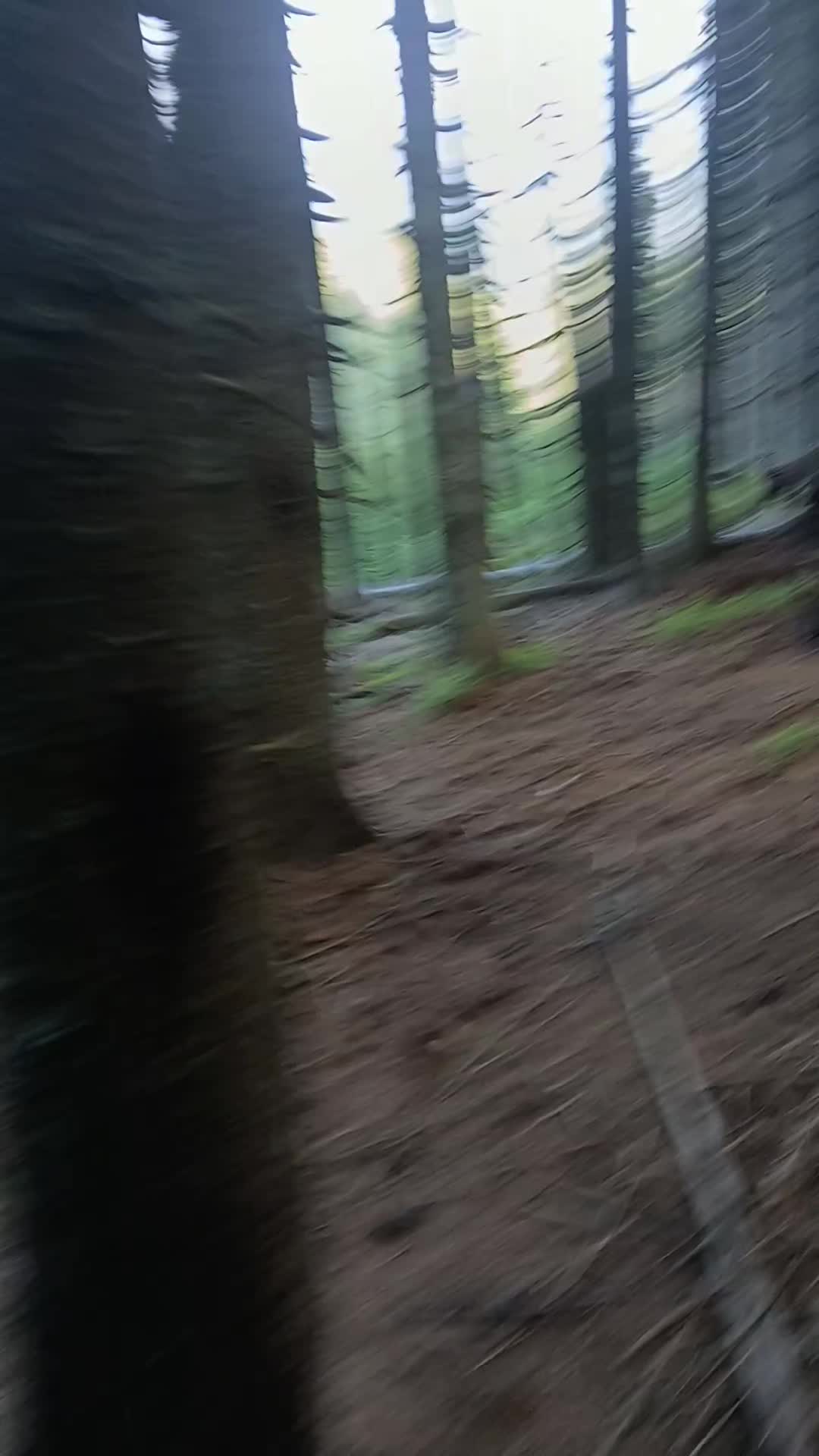 @Jidanu 🌲🐕🐑🌲❤️