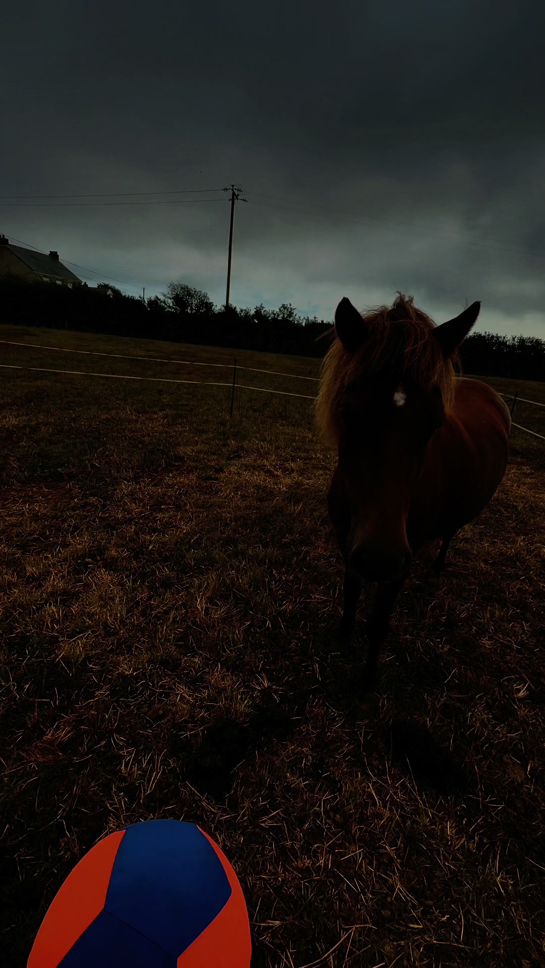 @horsetiktoc