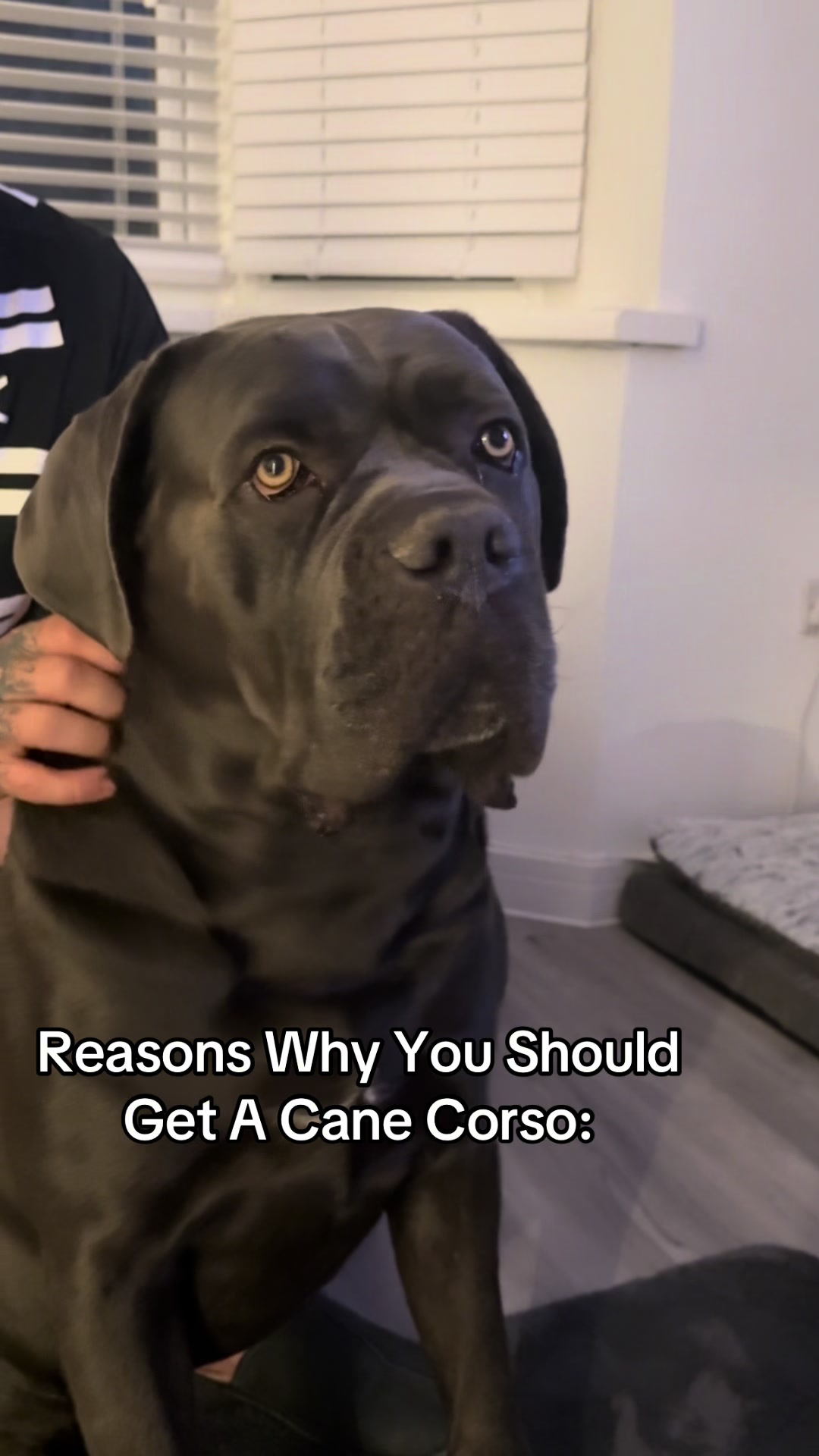 @murphy_the_cane_corso