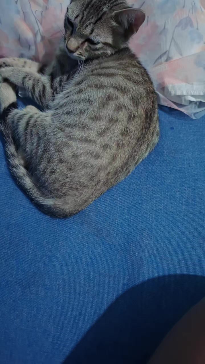 @🐱💞