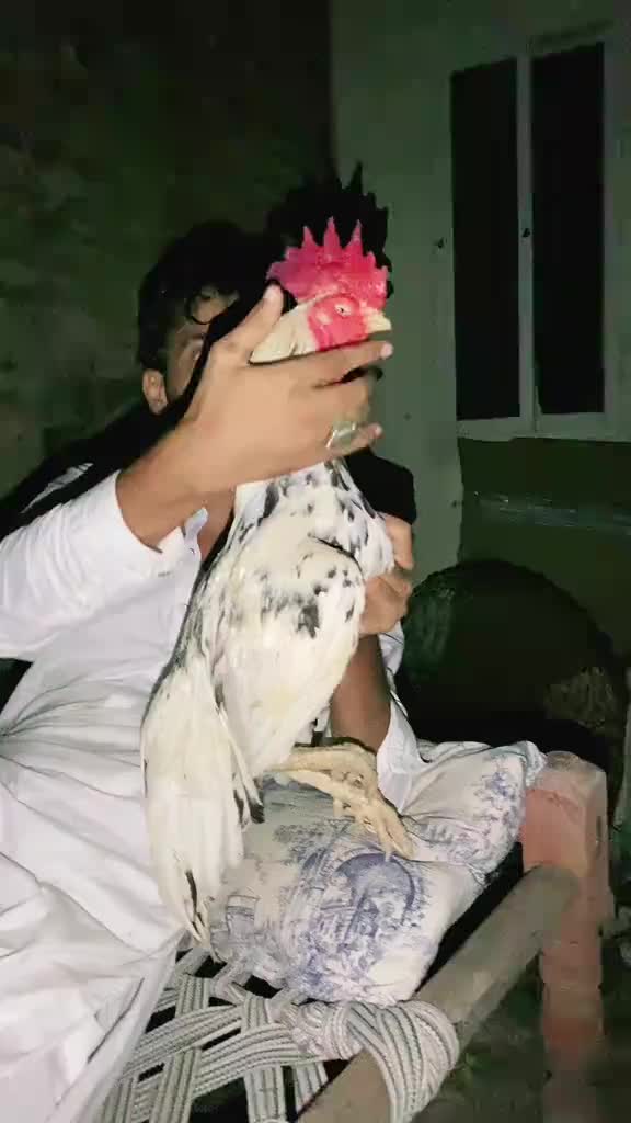 @احسن اعوان پنڈی وال اصیل