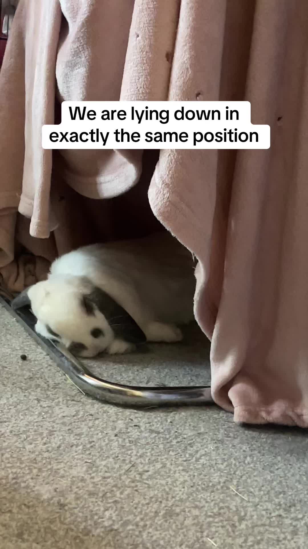 @Bun, two, three, four