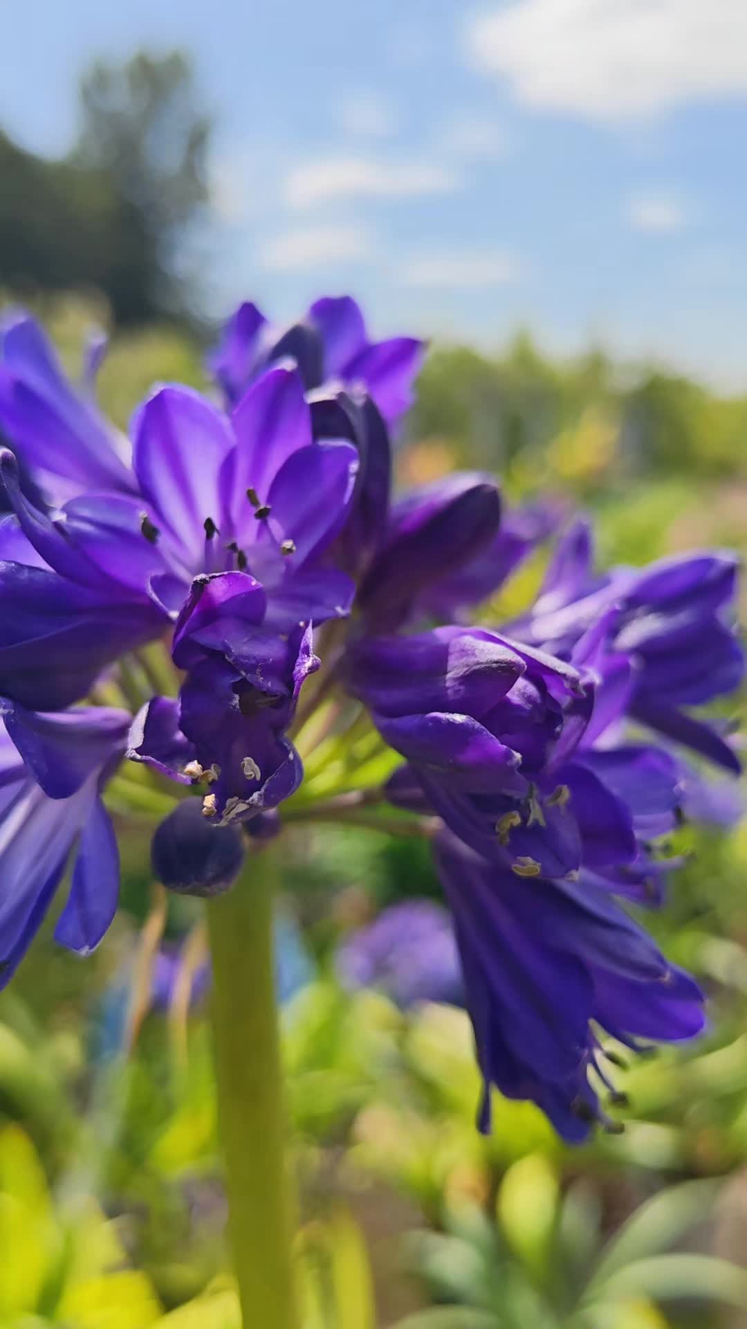 @AKAtiktoki30