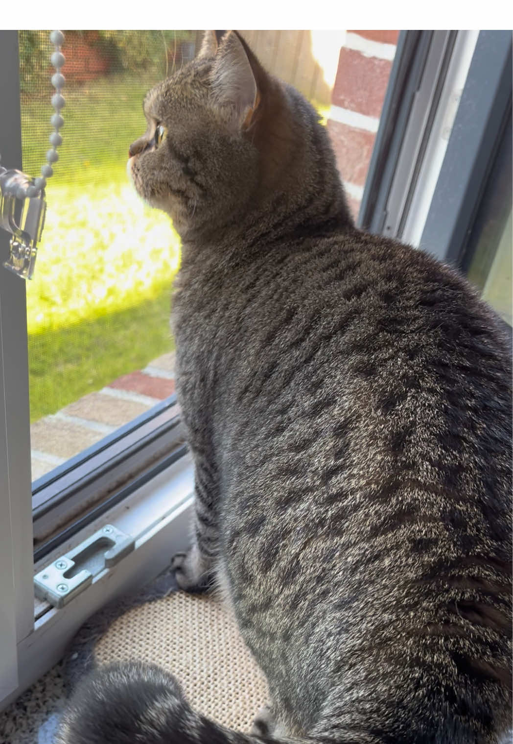 @Sonja_Kitty-Cat