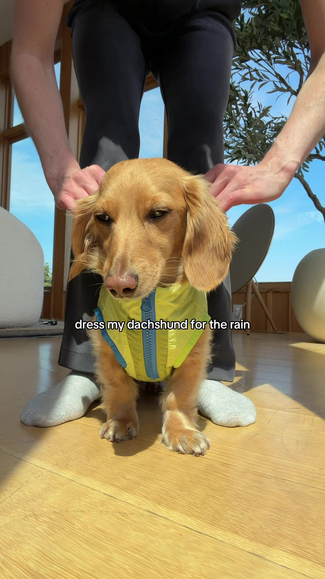@cashewdachshund