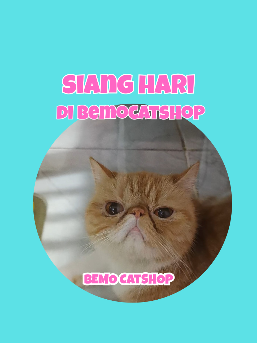 @Bemo Catshop