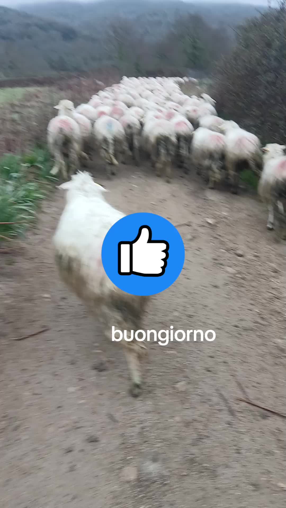 @nuvoli1979