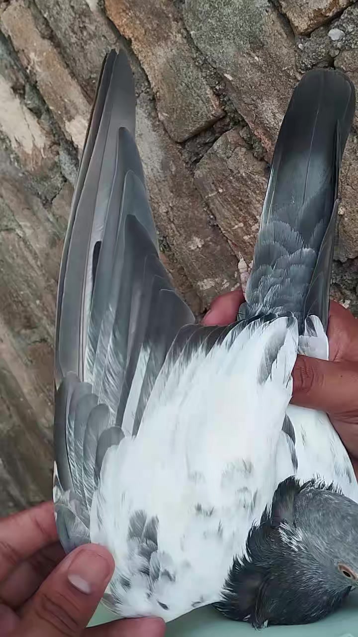 @سکندرپور پیجن👑