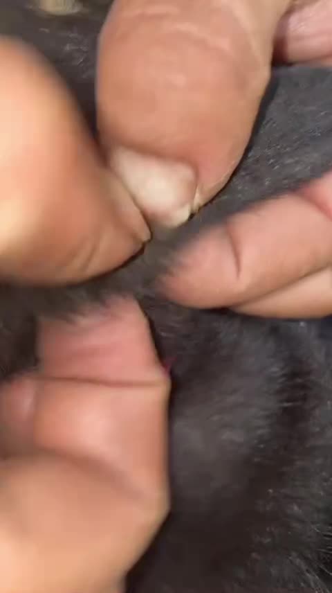 @LiceHack94