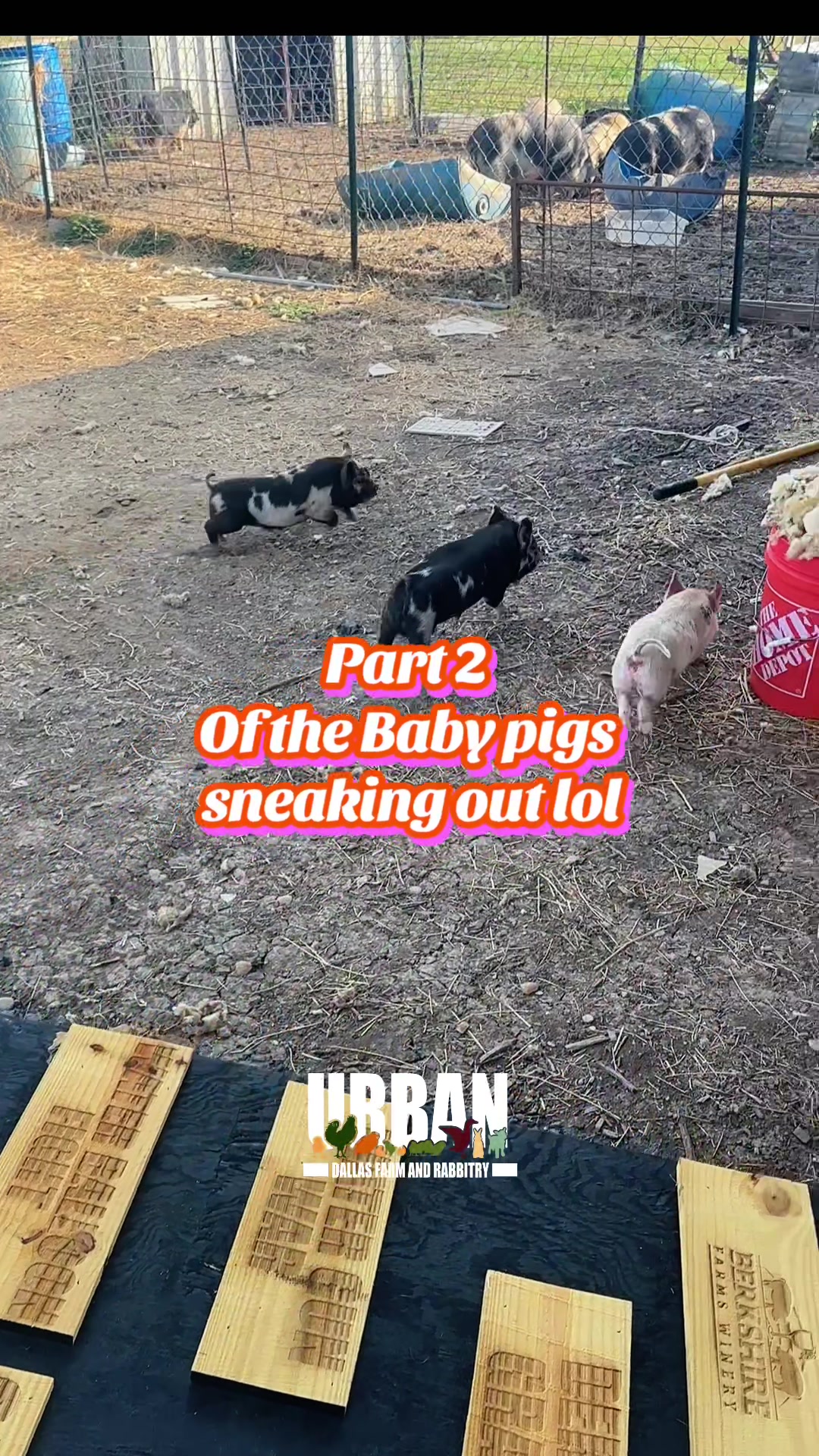 @Urban Dallas Farm