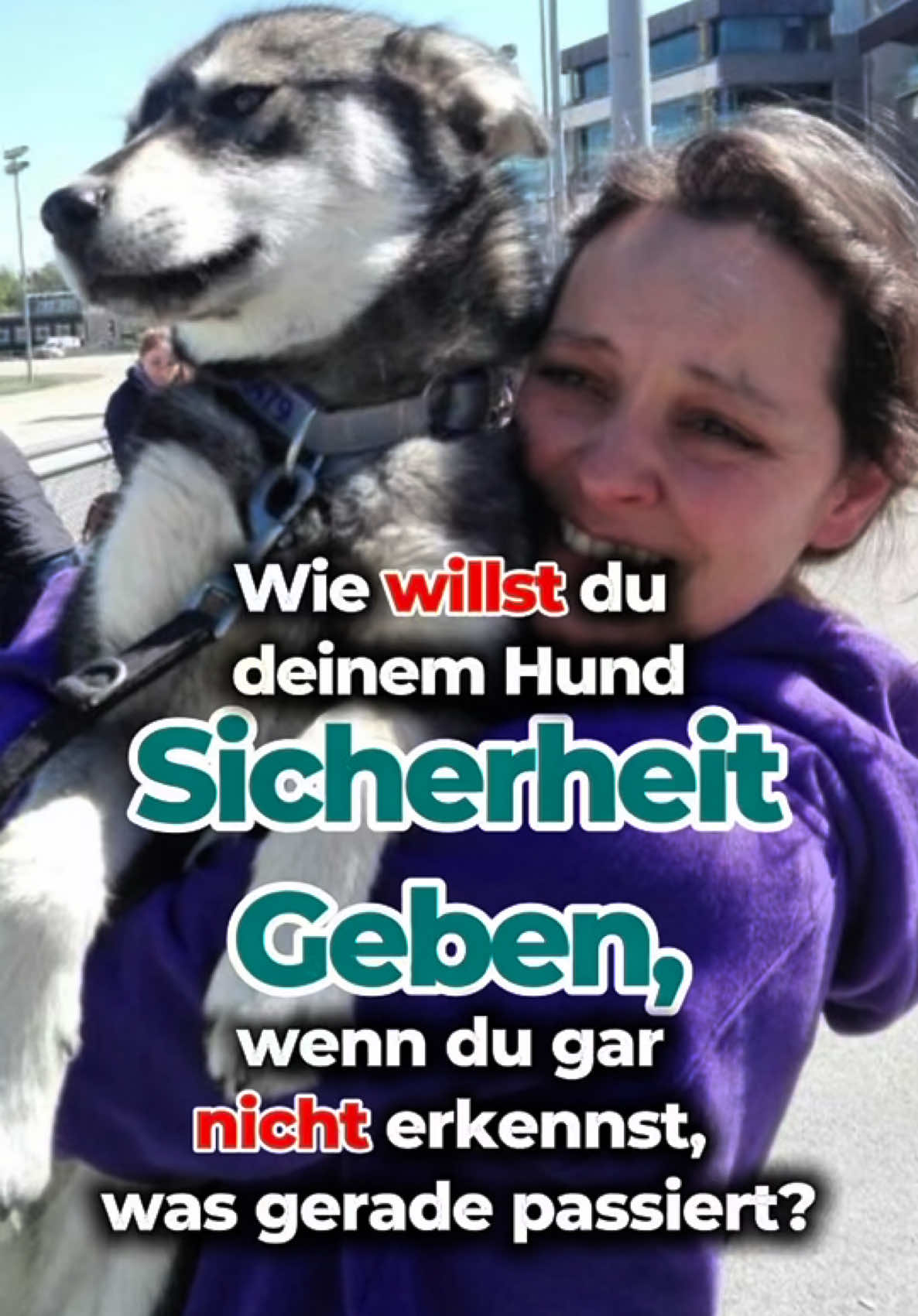 @Mehrere Hunde, ein Team!