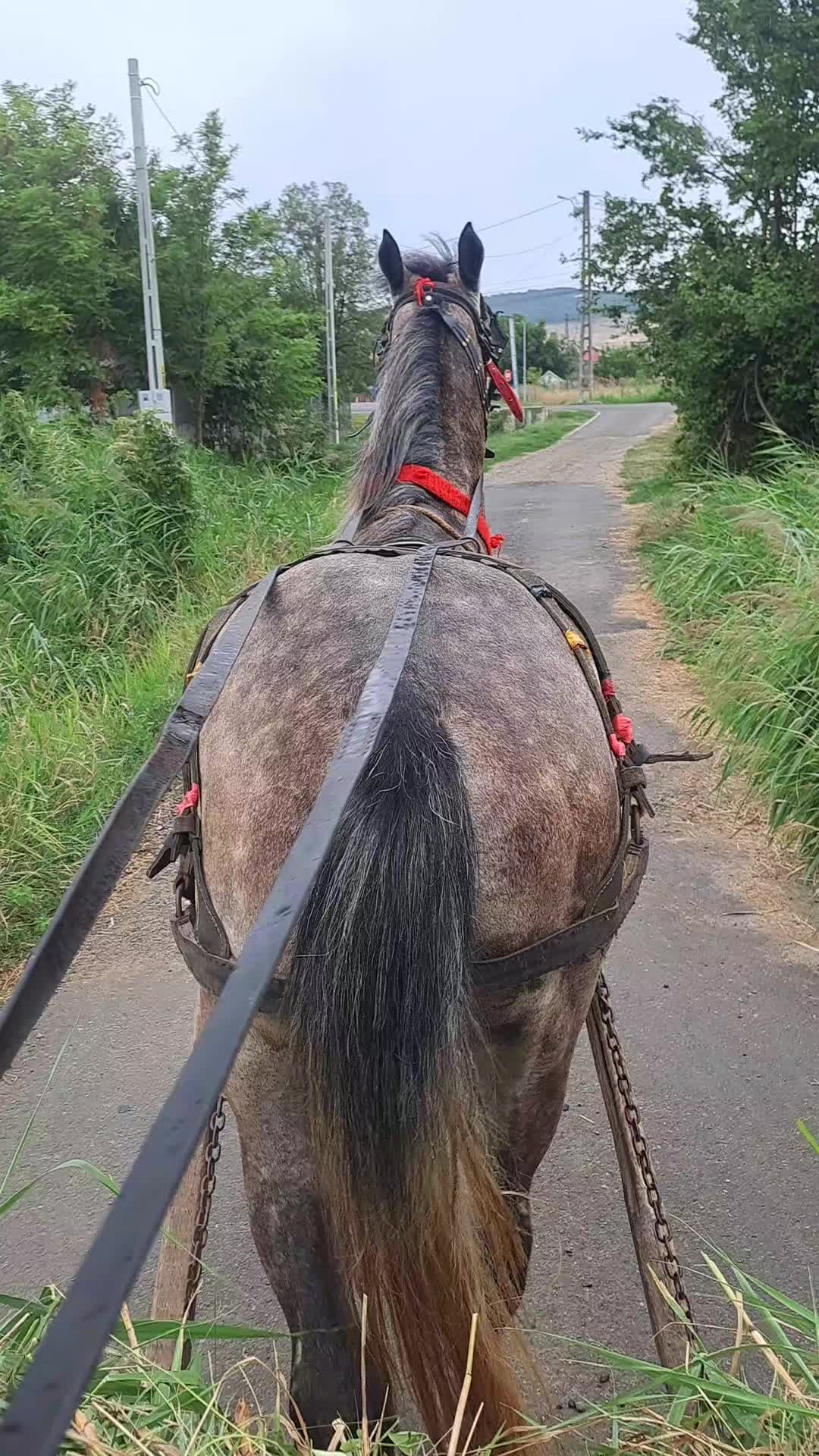 @Dascãlu Flöriñ