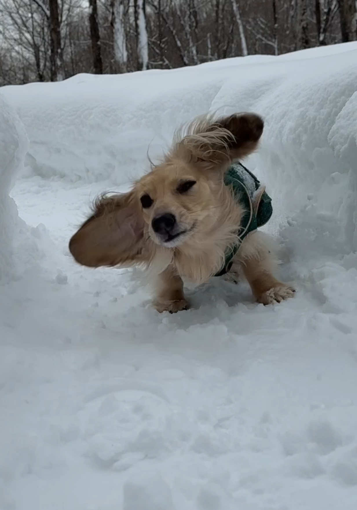 @Crusoe the Dachshund